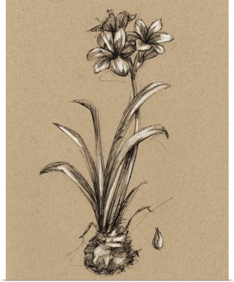 Vintage Bloom Sketches II