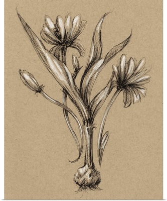 Vintage Bloom Sketches III