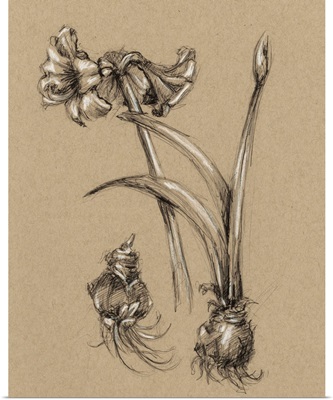 Vintage Bloom Sketches IV