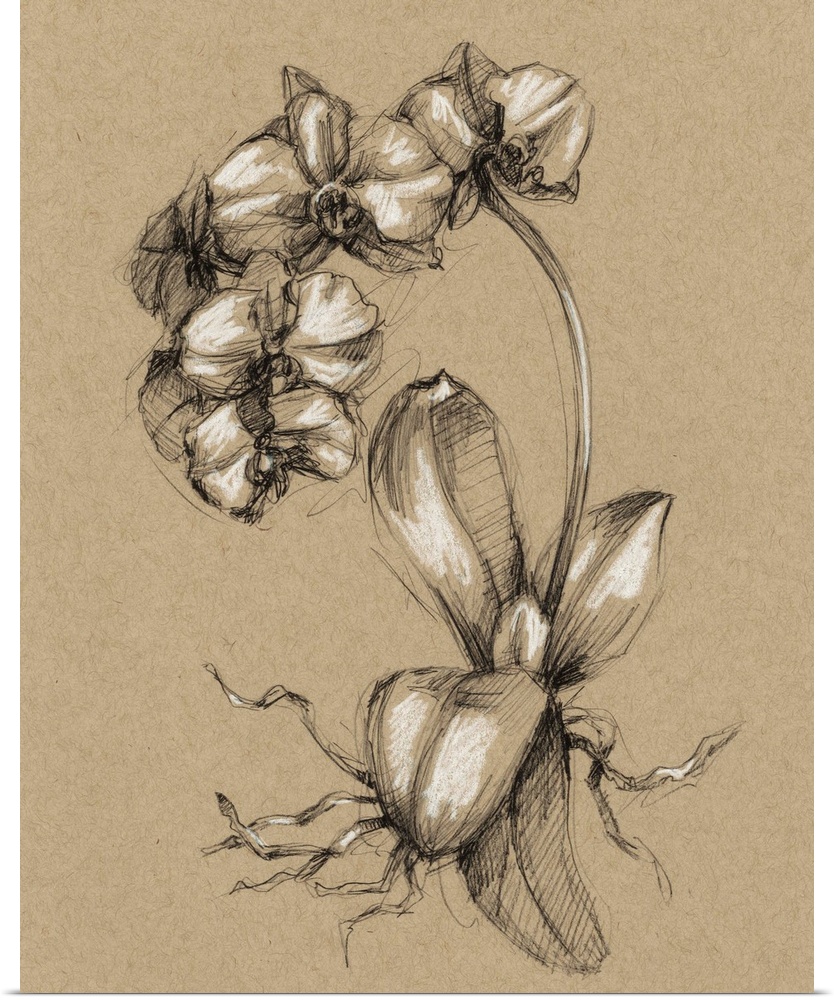Vintage Bloom Sketches V
