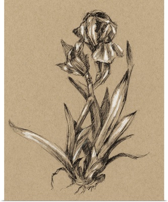 Vintage Bloom Sketches VI
