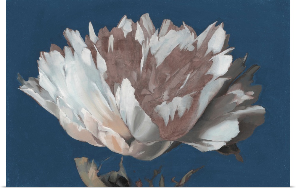 A bold contemporary floral painting of a single white and blush peony flower against a strong blue background. Painted in ...