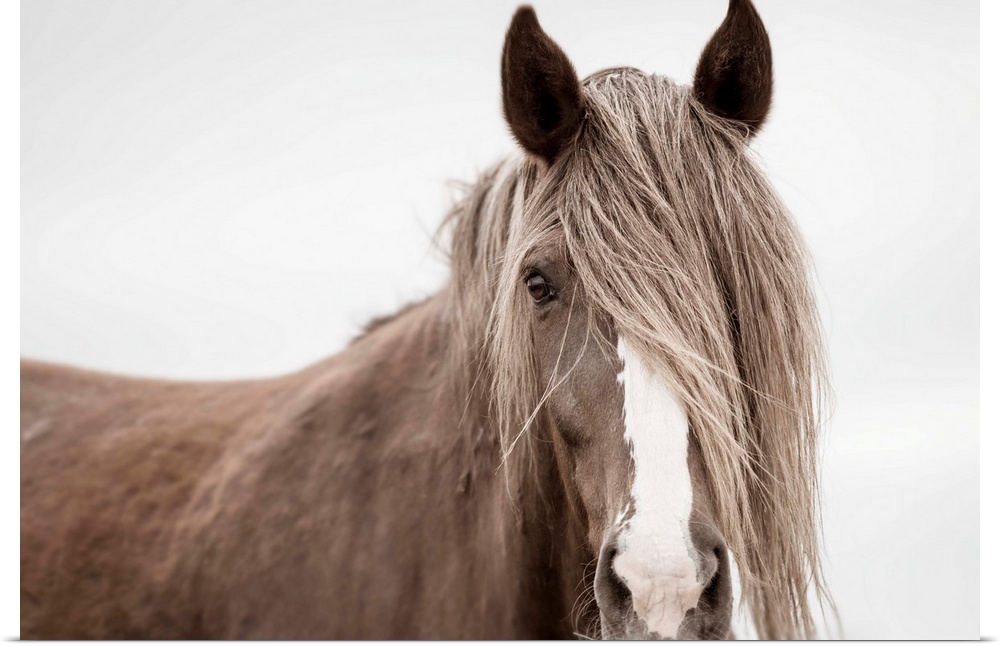Photograph of a muted horse up close with its mane covering half of its face and one eye on a solid white background.