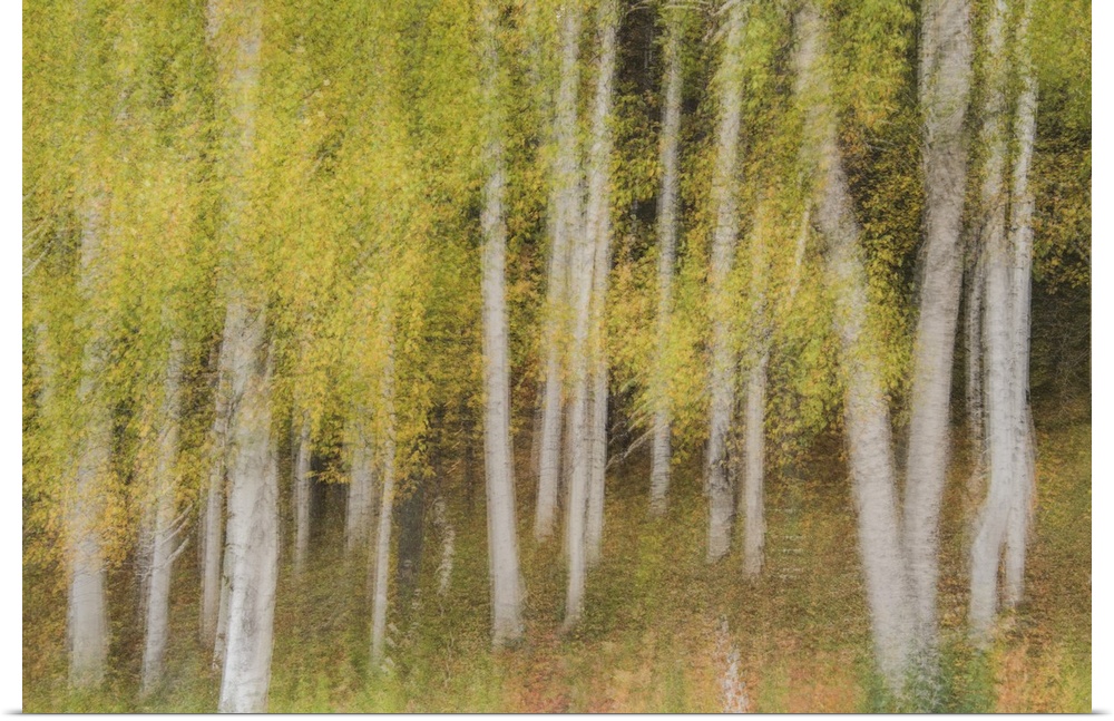 Blurred motion image of slender aspen trees in the White Mountains of New Hampshire.