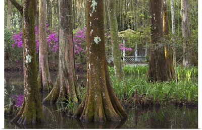Audubon Swamp
