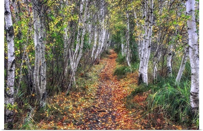Birch Pathway