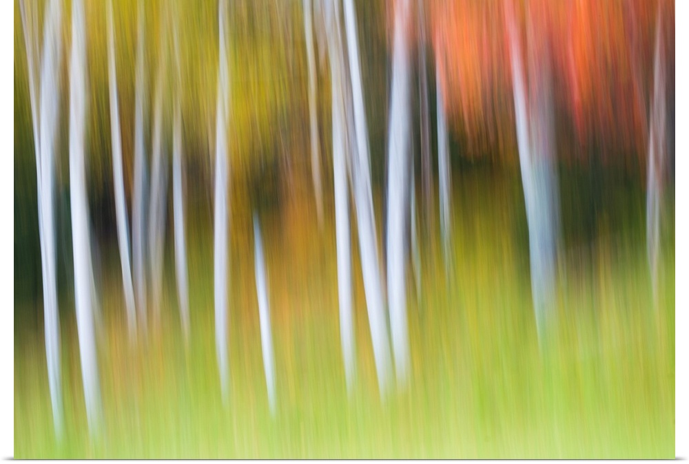 Abstract blurred image of white birch trees with fall colors.