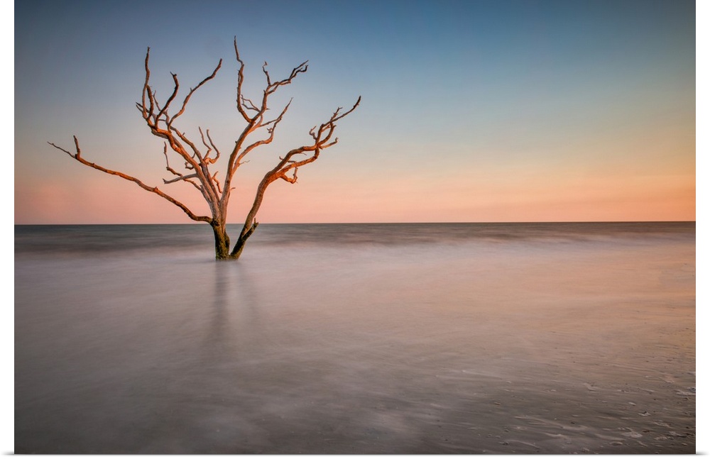A barren tree in the ocean on the coast of Charleston, South Carolina.