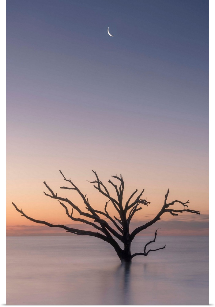 The moon over a silhouette of a barren tree in the ocean in Botany Bat, South Carolina.