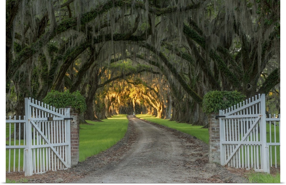 Road past an open gate through mossy trees with light in the distance in Charleston, South Carolina.