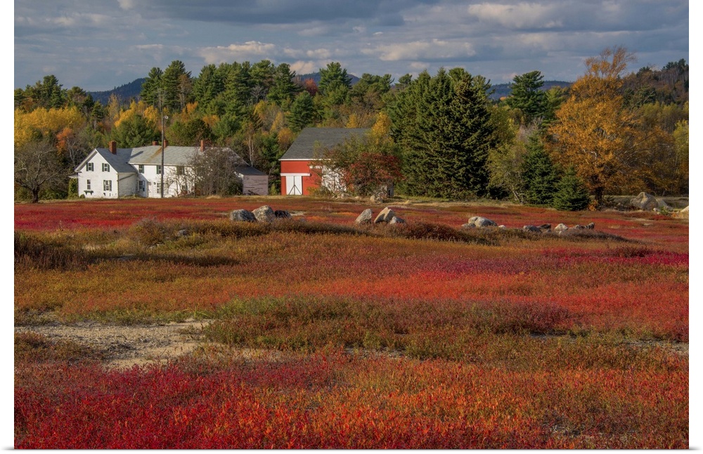 Houses at the edge of a blueberry field in the fall, Acadia National Park, Maine,