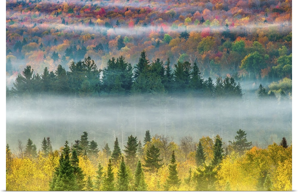 Fog rolling through the forest of colorful fall trees in Twin Mountain, New Hampshire.