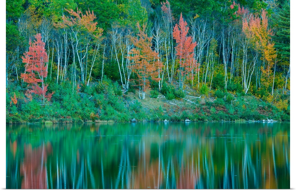 A verdant forest with some fall colors reflected in the pond below, Acadia National Park, Maine.