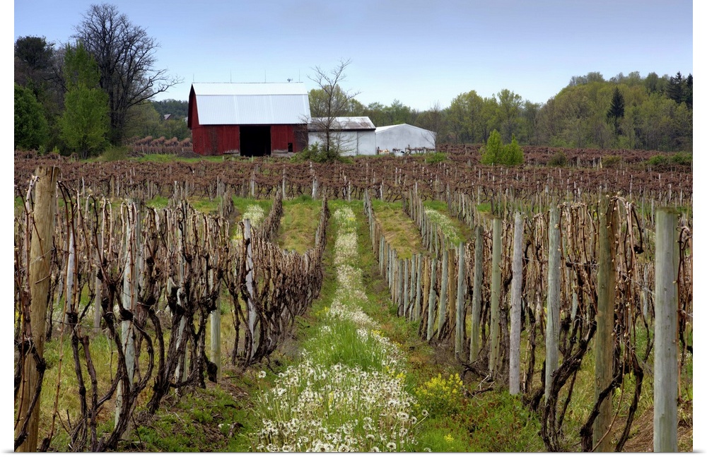A vineyard with a red barn in upstate New York.