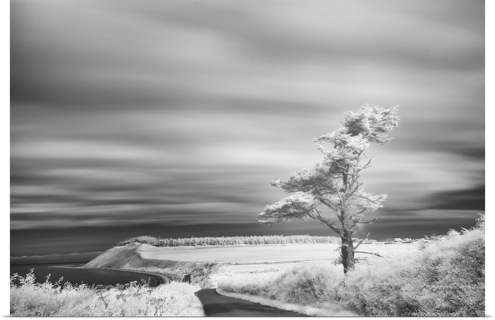 Infrared image of a tree under an overcast sky on Whidbey Island, Washington.