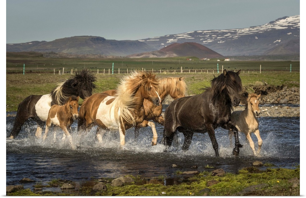 A herd of wild Icelandic ponies galloping through a stream in the countryside.