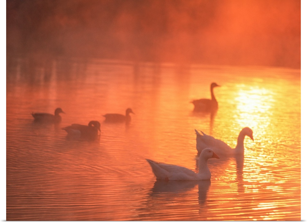 Bright sunlight shining on a misty lake with geese and ducks in the morning.