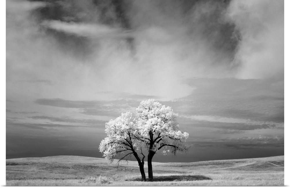 Infrared image of a tree under a cloudy sky in the Badlands, South Dakota.