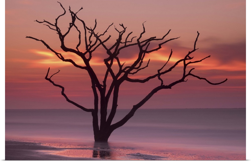 Bare tree standing in the ocean, silhouetted against clouds glowing with sunset light.