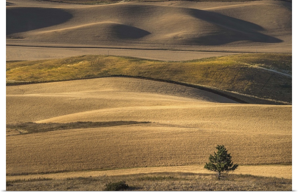 A lone tree stands against the rolling hills of the countryside in Palouse, Washington.