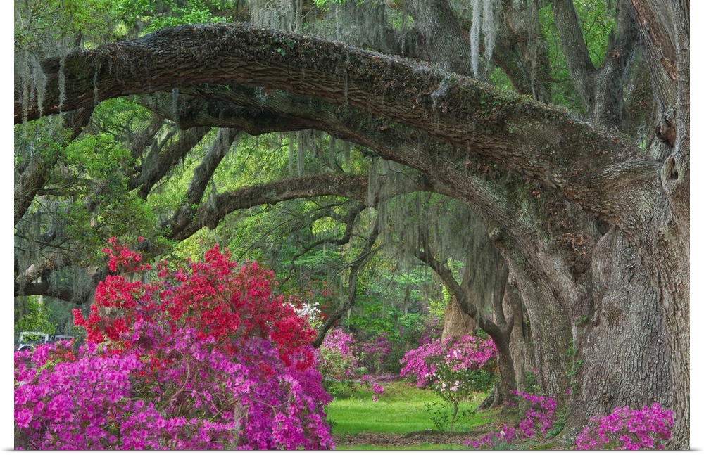 Row of large oak trees with huge branches reaching over a path with bright azaleas.