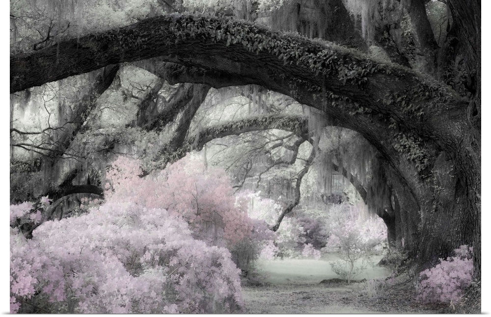 Infrared image of a row of large oak trees with huge branches reaching over a path.