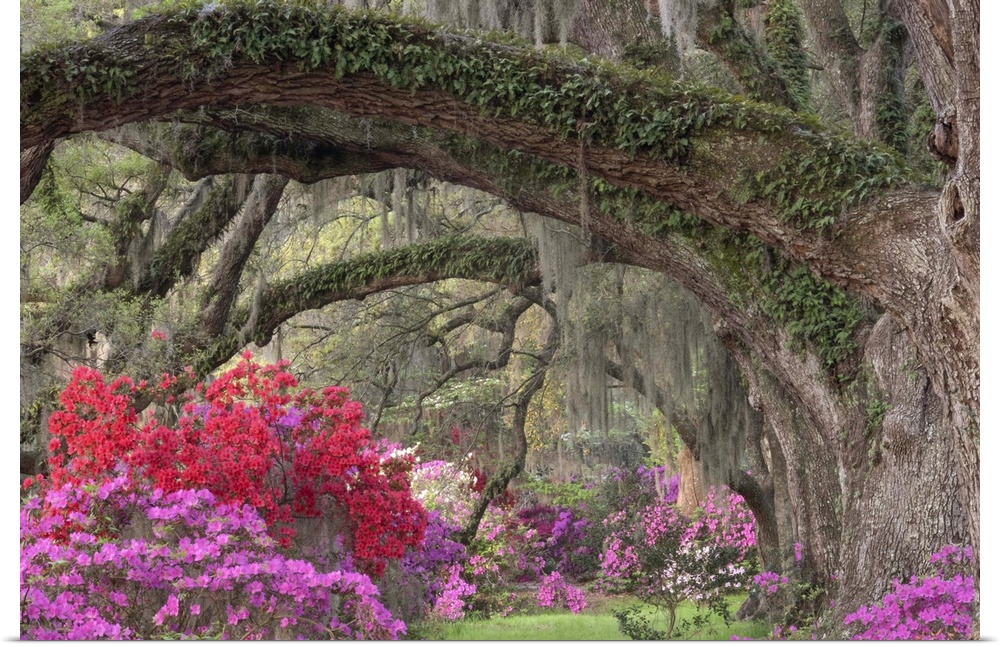 Large oak branches covered in vines and azaleas creating a walkway in Magnolia Plantaion, Charleston, South Carolina.