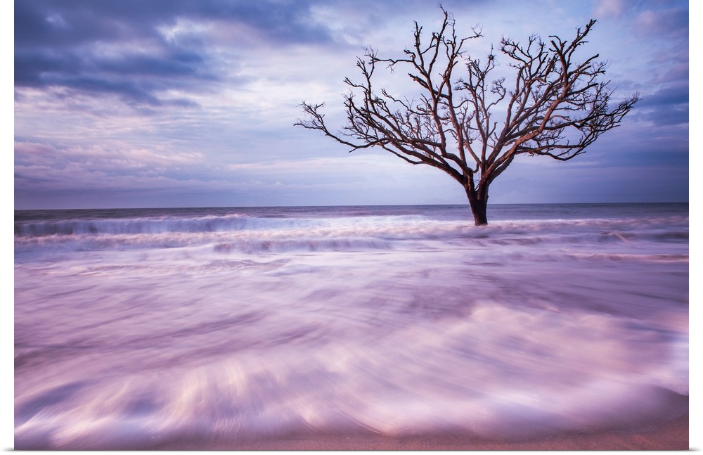 A tree growing in the water off the coast of Botany Bay, South Carolina, seen from the beach.