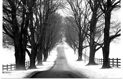 Winter Tree Lane