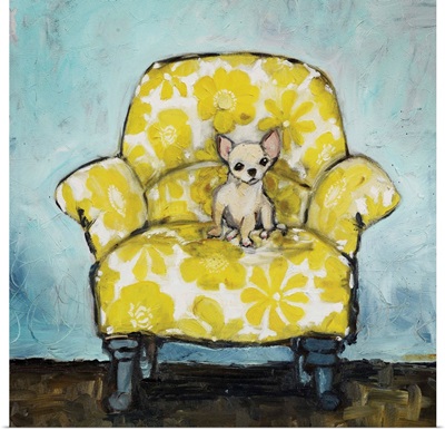 Chihuahua on Yellow Chair