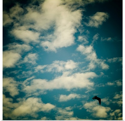 A bluse sky with white clouds and a seagull