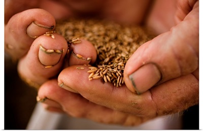 A farmer holds sea oats seeds in his hard worked, dirty hands