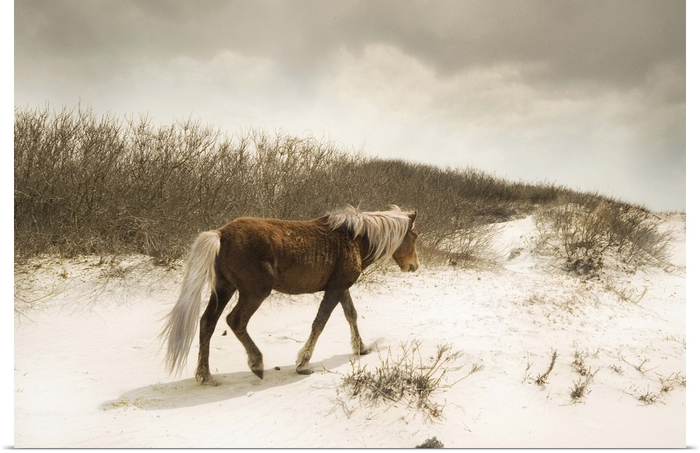 Horizontal photograph on a large canvas of a brown wild horse, walking in front of tall grasses on the sand of a beach, be...