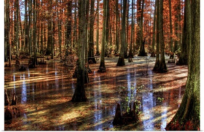 A swamp with tall trees and reflections