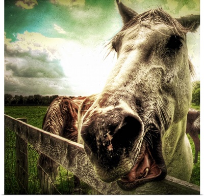 A white horse reaching over a wooden fence with it's mouth open