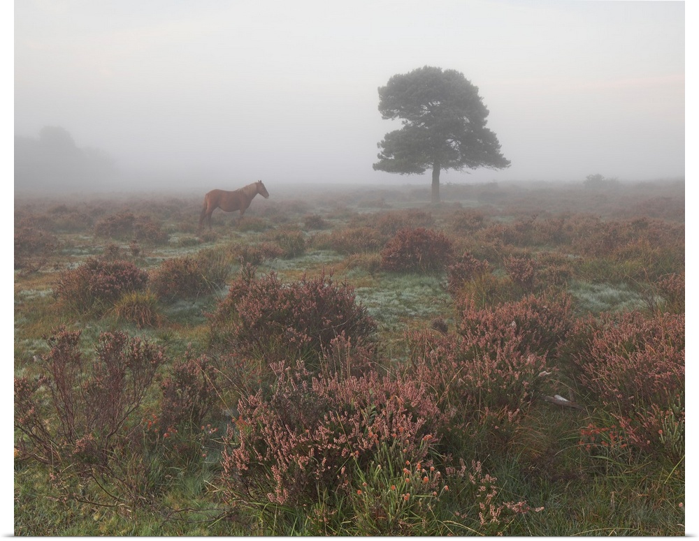 Tree and horse in mist at dawn