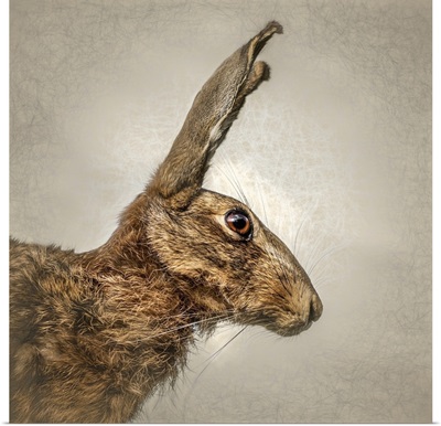 Alert Hare