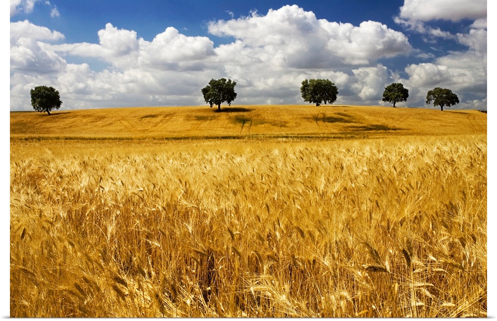 Andalusian wheat fields