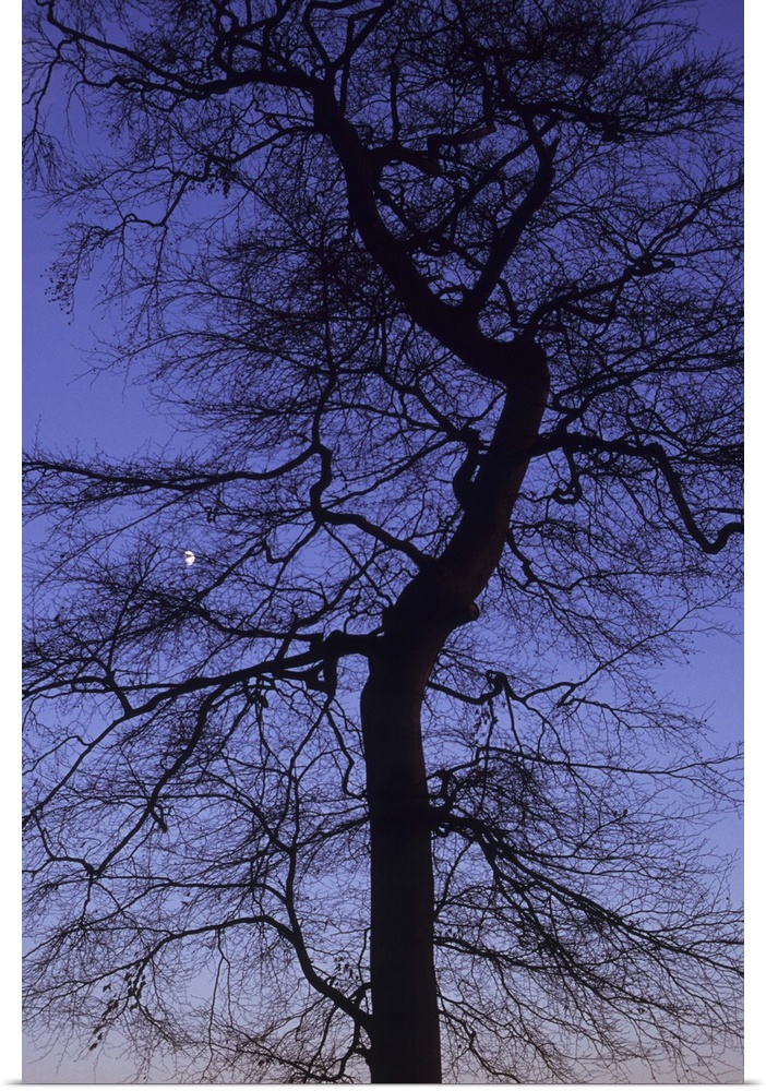 Bare winter Common beech or Fagus sylvatica tree silhouetted against pink to purple evening sky with gibbous moon visible ...