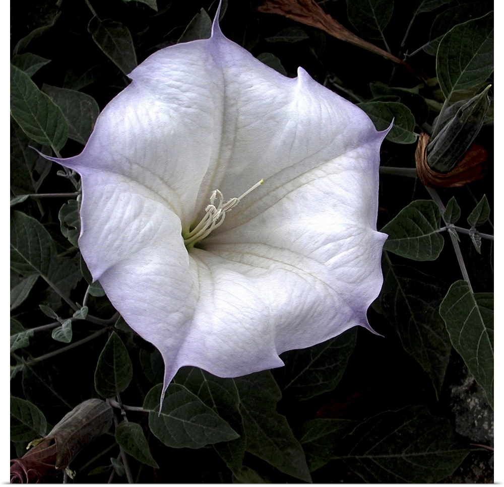 Close-up of a vibrant white flower with soft pastel edges against a dark leafy background.