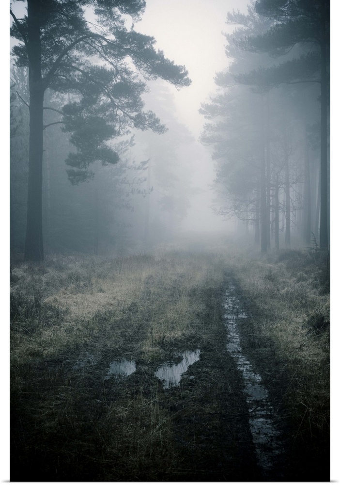 Forest track in the mist