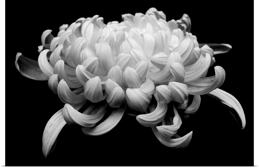 black and white chrysanthemum on black background