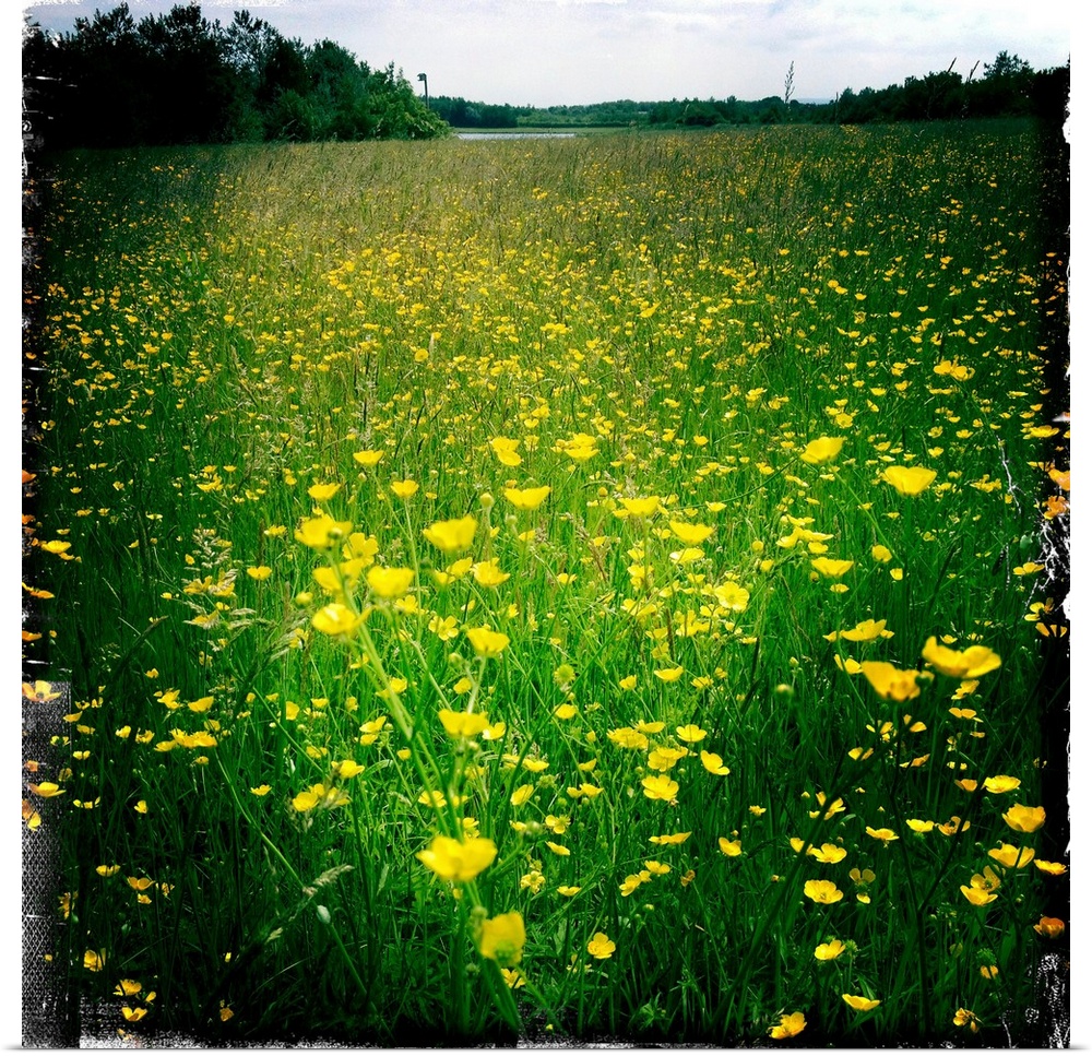 Buttercups on a summers day in a field, South Yorkshire, England