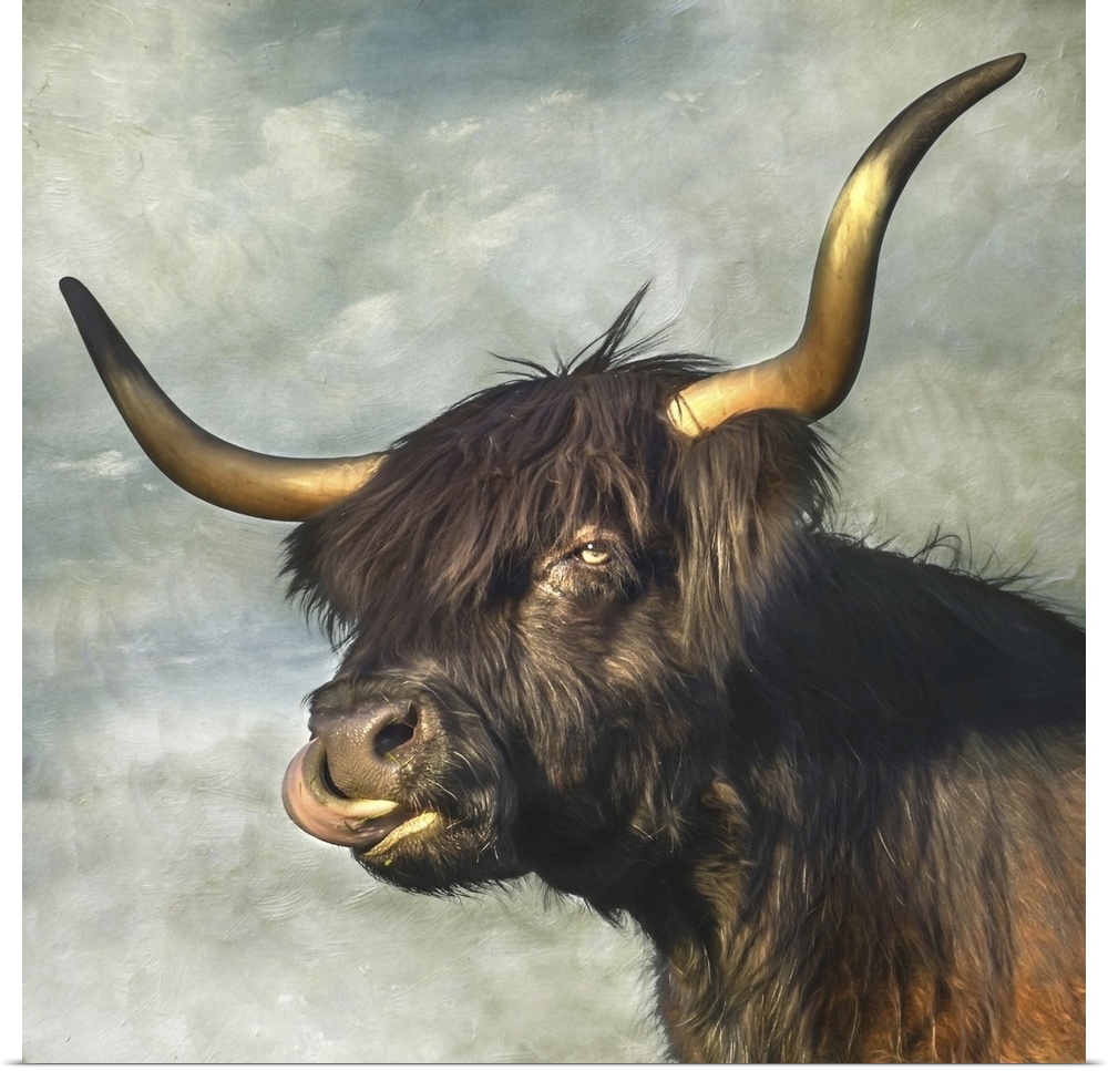 Highland cow with dark coat and long horns.