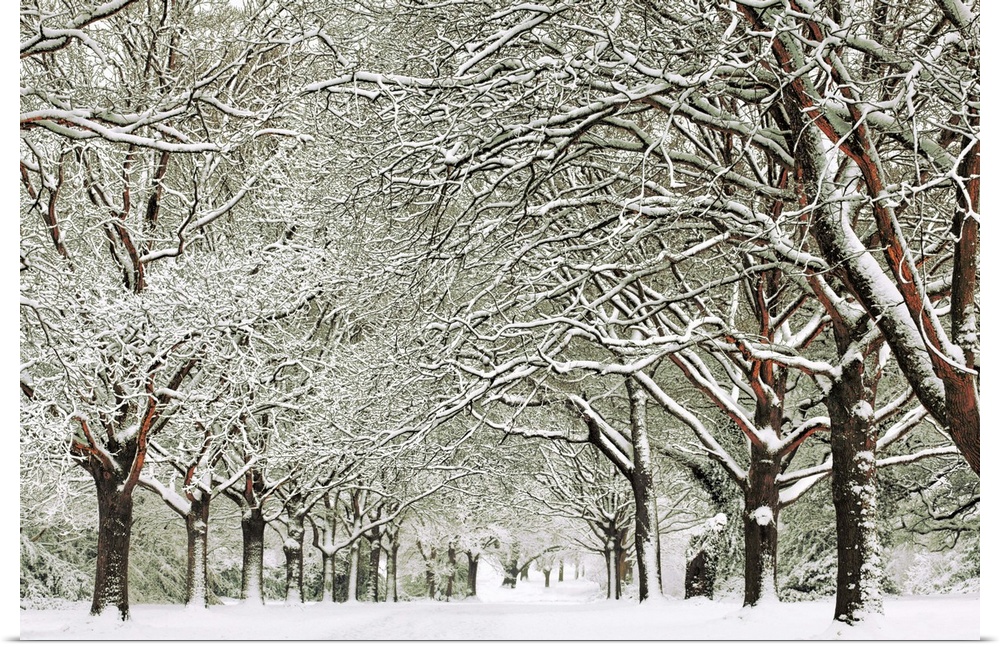 Snowy trees on Southampton Common, Hampshire