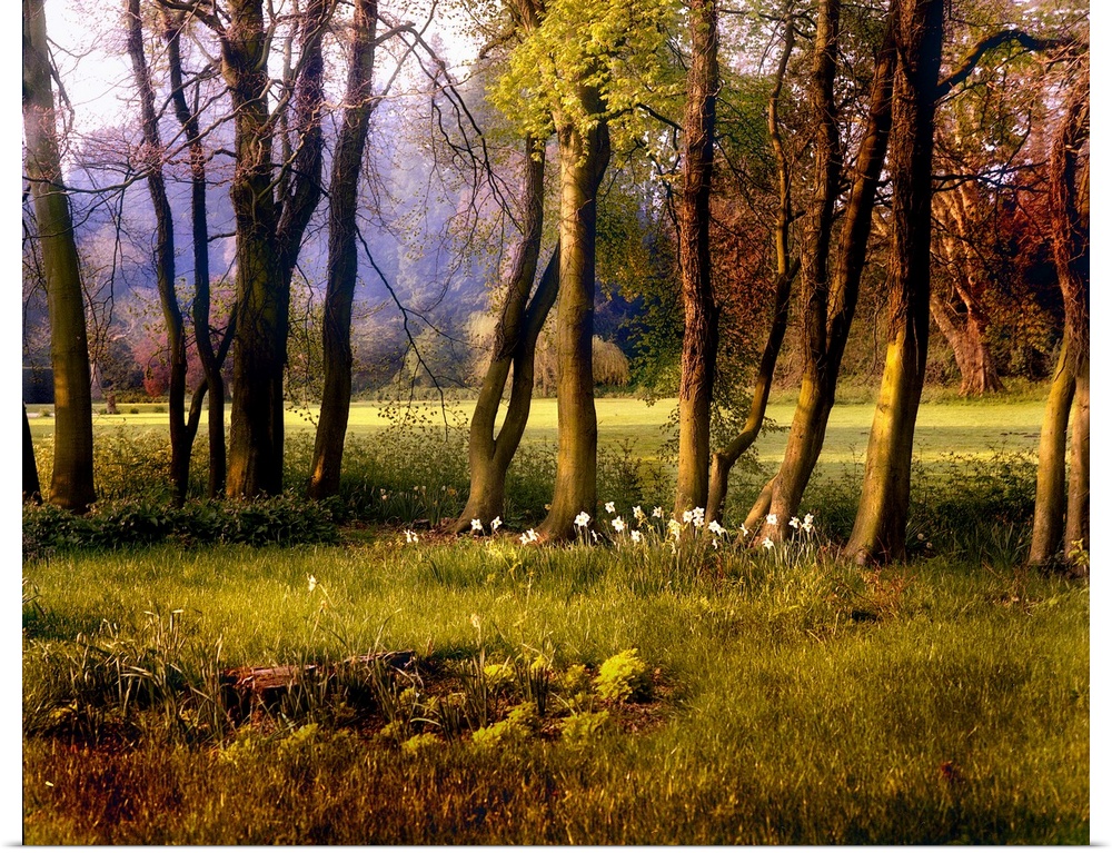 A pastural scene with trees and flowers