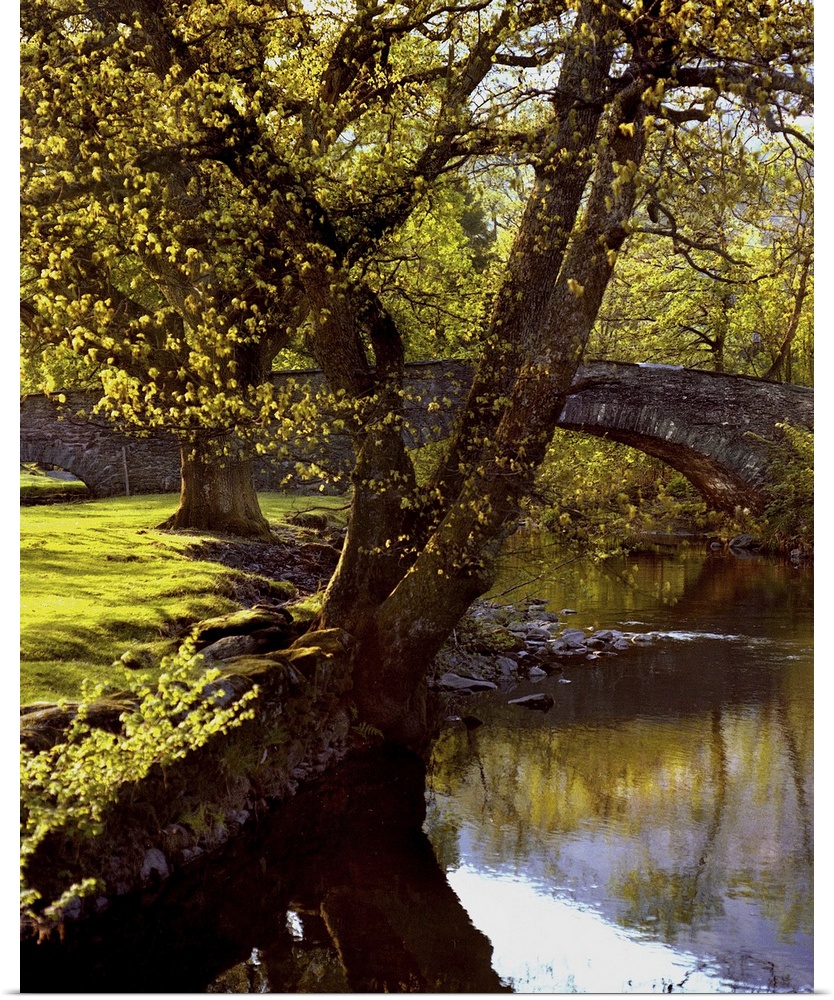 A countryside scene of trees by a riverbank