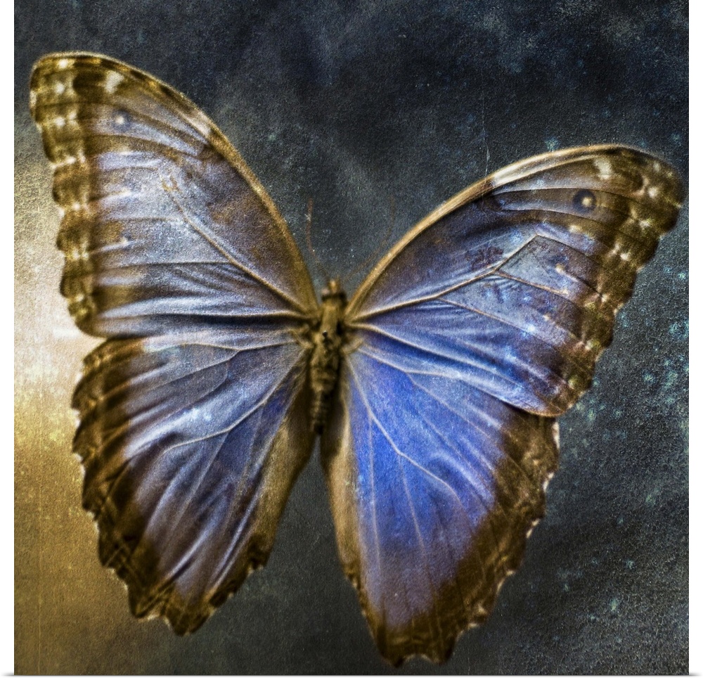 Creative image of a mounted exotic butterfly.