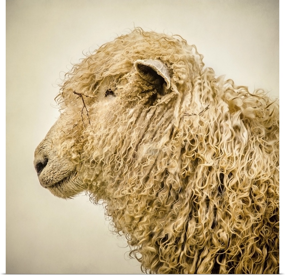 A sheep with a thick curly coat.