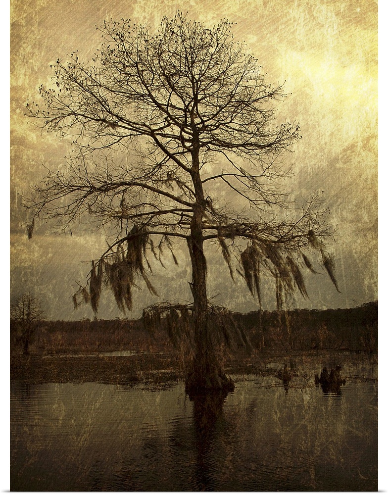 A lone cypress, its branches hanging with moss, stands against a golden sky in a Louisiana swamp.